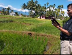 Kondisi Lahan Pertanian di Balai Belo Kembali Jadi Subur