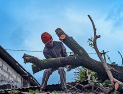 Cuaca Ekstrem, BPBD Padang Gerak Cepat Evakuasi Pohon Tumbang dan Korban Banjir
