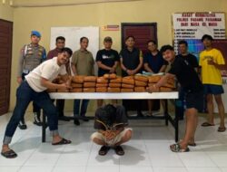 Polres Padang Pariaman Amankan 61 Paket Besar Ganja