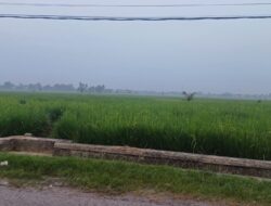 Kota Padang Diselimuti Kabut Asap