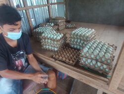 Telur Tetap Dicari, Peternak Itik Sawahlunto Bertahan di Tengah Mahalnya Pakan