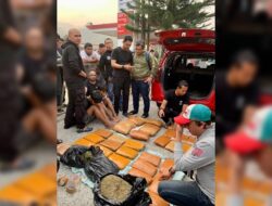 BNNK Pasbar Ungkap Kasus Ganja, 73.93 Kg Ganja Disita