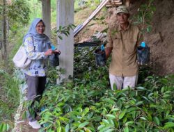 2.800 Bibit Durian Bantuan Pokir DPRD Sumbar di Sawahlunto Lolos Pemeriksaan