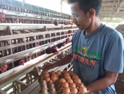 Pakan Mahal, Peternak Ayam Lohmann di Sawahlunto Racik Sendiri