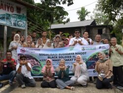 PT Semen Padang Dorong Maggot BSF Jadi Solusi Pakan Murah Peternak dan Pembudidaya Ikan Padayo