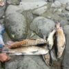 Ikan Larangan di Destinasi Wisata Lubuak Lundur Ditemukan Mati