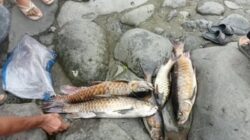 Ikan Larangan di Destinasi Wisata Lubuak Lundur Ditemukan Mati