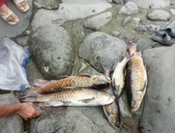 Ikan Larangan di Destinasi Wisata Lubuak Lundur Ditemukan Mati
