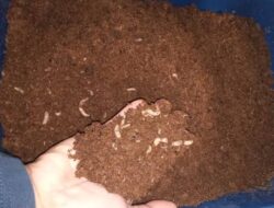 PT Semen Padang Dorong Kasgot Maggot Jadi Pupuk Organik untuk Petani Padayo