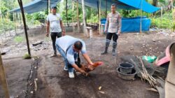 Polsek Kinali Gerebek Gelanggang Judi Sabung Ayam di Tengah Kebun Sawit 