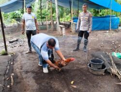 Polsek Kinali Gerebek Gelanggang Judi Sabung Ayam di Tengah Kebun Sawit 