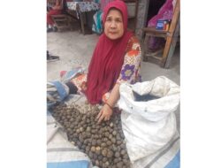 Di Tengah Ekonomi Sulit, Tanaman Kemiri Jadi Penyelamat Masyarakat Desa BBS